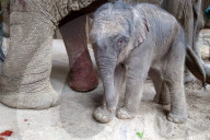 FEATURE - Elefantennachwuchs im Tierpark Hagenbeck