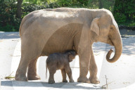 FEATURE - Der drei Tage alte Brausepaul erkundet zum ersten Mal das Aussengehege 