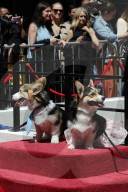 PEOPLE - Royal Wedding: Auch die Corgis sind in Hochzeitslaune