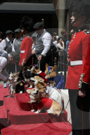PEOPLE - Royal Wedding: Auch die Corgis sind in Hochzeitslaune