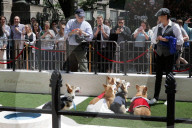 PEOPLE - Royal Wedding: Auch die Corgis sind in Hochzeitslaune