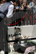 PEOPLE - Royal Wedding: Auch die Corgis sind in Hochzeitslaune
