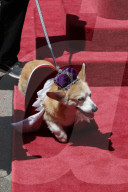 PEOPLE - Royal Wedding: Auch die Corgis sind in Hochzeitslaune