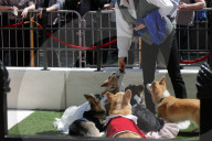 PEOPLE - Royal Wedding: Auch die Corgis sind in Hochzeitslaune