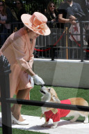PEOPLE - Royal Wedding: Auch die Corgis sind in Hochzeitslaune