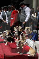 PEOPLE - Royal Wedding: Auch die Corgis sind in Hochzeitslaune