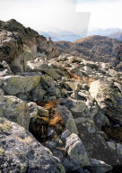 Schweizer Alpen
