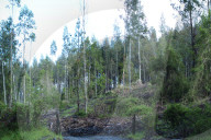 Wald-Plantagen in Chile, 2005