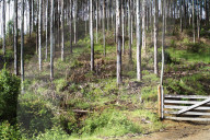 Wald-Plantagen in Chile, 2005