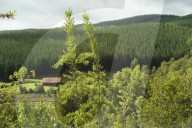 Wald-Plantagen in Chile, 2005