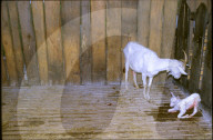 Ziegenstall, Zicklein in Nicaragua, 2004