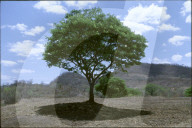 Baum und präkolumbianisches Grab in Nicaragua, 2004