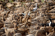 FEATURE - Eine Farm voll Enten