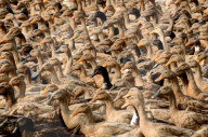FEATURE - Eine Farm voll Enten
