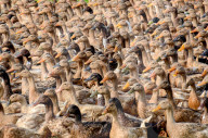 FEATURE - Eine Farm voll Enten