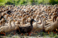 FEATURE - Eine Farm voll Enten