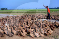 FEATURE - Eine Farm voll Enten