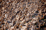 FEATURE - Eine Farm voll Enten
