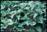 Biologischer Gartenbau; Brennessel