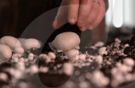Champignon Zucht