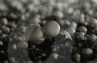 Champignon Zucht