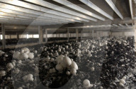 Champignon Zucht