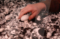 Champignon Zucht