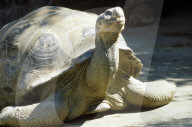 Galapagosschildkröte