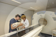 Animal Oncology Image Center