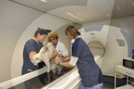 Animal Oncology Image Center