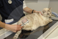 Animal Oncology Image Center