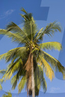 MAYOTTE