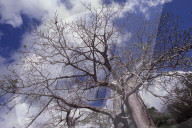 MAYOTTE