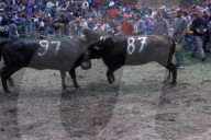 KAMPF DER KOENIGINNEN
