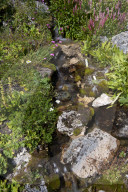 Flore Alpe