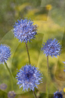 Flore Alpe