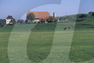 GRUYERE