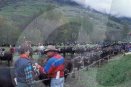 KAMPF DER KOENIGINNEN