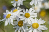 Flore Alpe