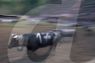 KAMPF DER KOENIGINNEN