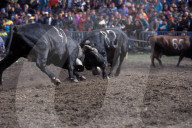 KAMPF DER KOENIGINNEN