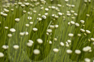 Flore Alpe