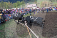 KAMPF DER KOENIGINNEN