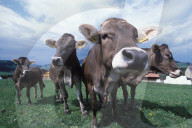 APPENZELL