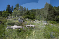 Flore Alpe