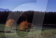 Vaud