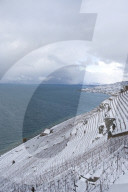 Lavaux