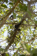 MAYOTTE