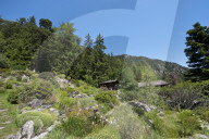 Flore Alpe