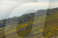 Lavaux